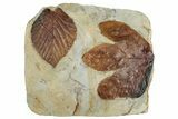 Wide Plate with Two Fossil Leaves (Two Species) - Montana #262700-1